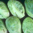 Brussels_Sprouts_smallpic.gif