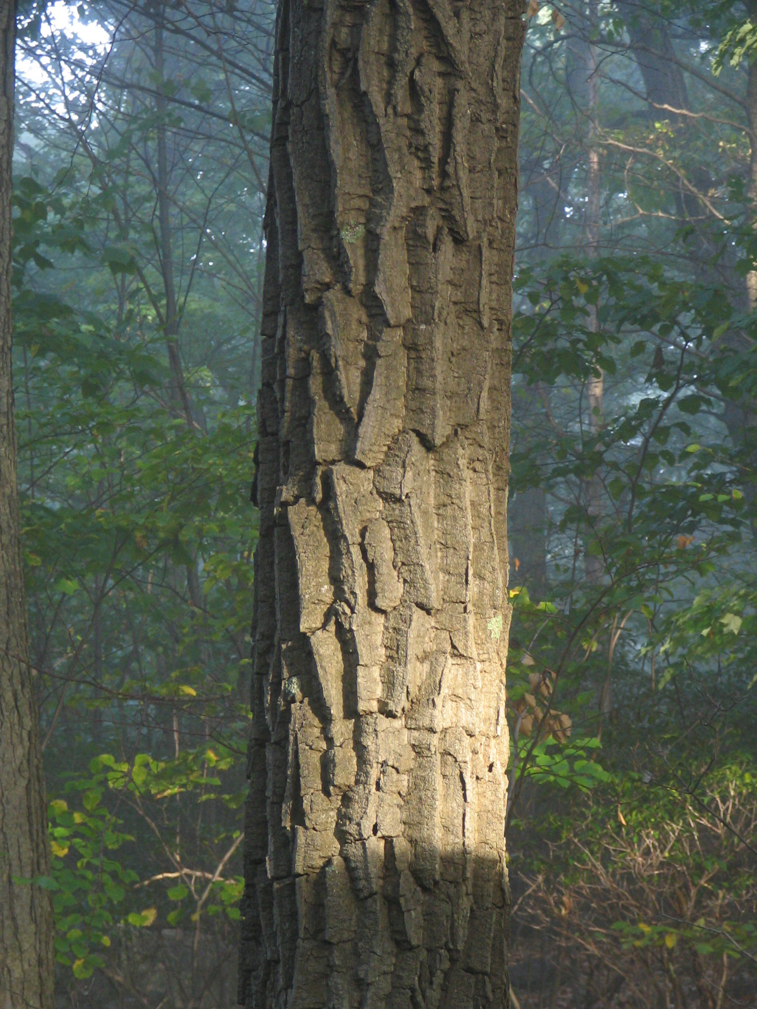 Chestnut_Oak_Bark.jpg