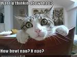 funny-pictures-cat-wonyou-are-think.jpg