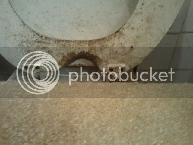 2011-11-17ratchewedtoilet.jpg