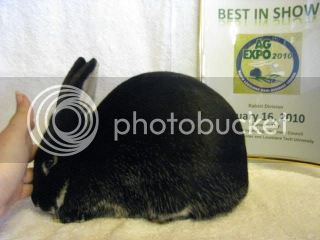 Rabbits246-2.jpg