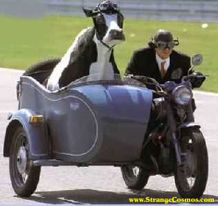 cow-sidecar.jpg