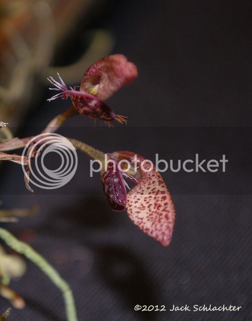 Bulbophyllummirum.jpg