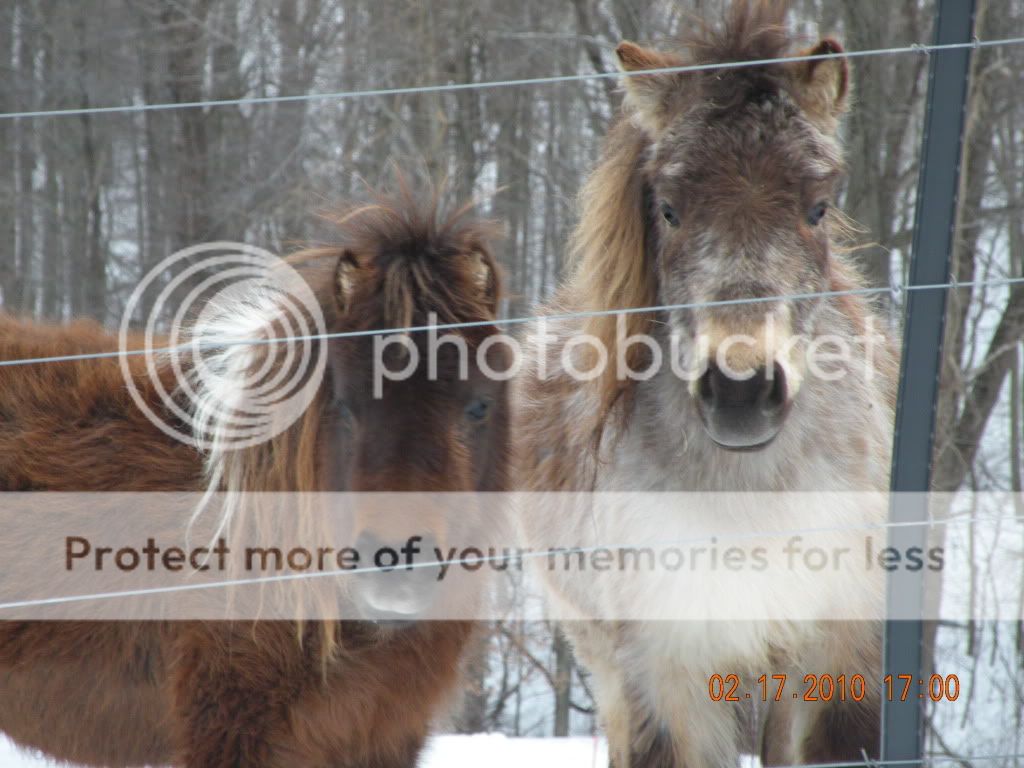 feb2010horses021.jpg