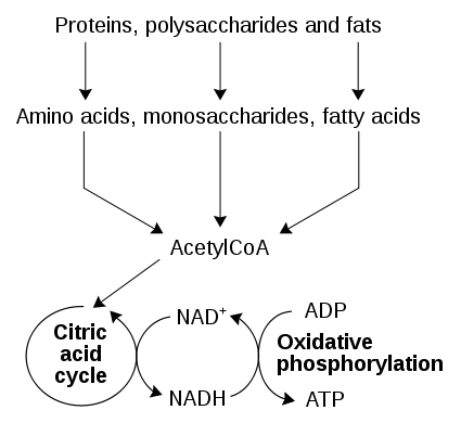 425px-Catabolism_schematic.svg.png