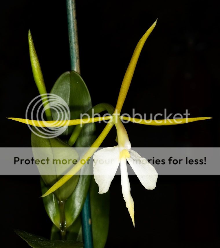 Epidendronnocturnum.jpg