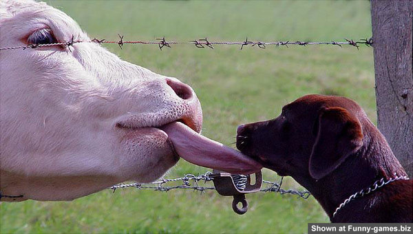 cow+and+dog.jpg