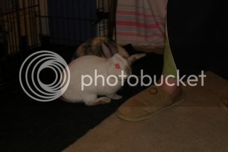 bunnies6.jpg
