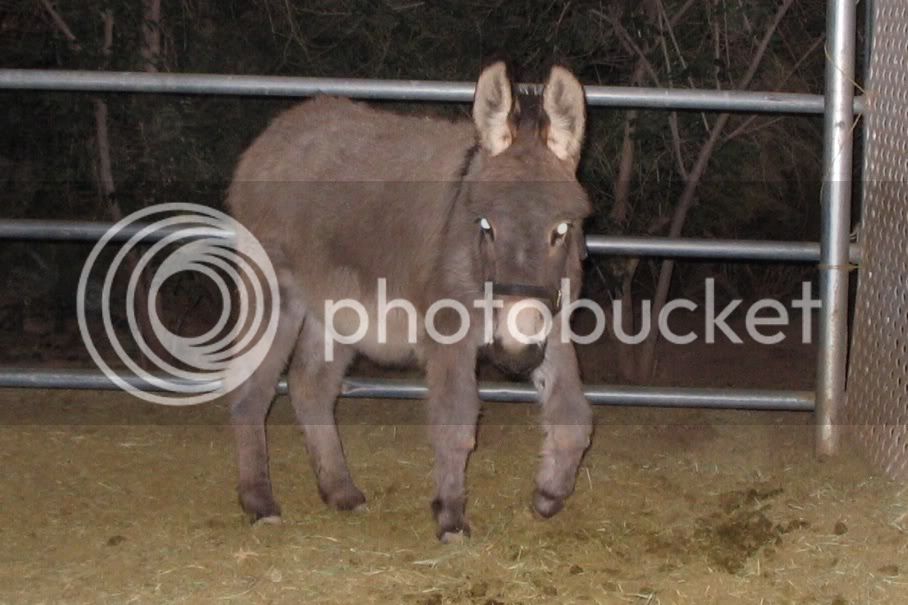 donkey4.jpg