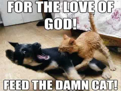 For-The-Love-Funny-Cat-Memes-Clean.jpg