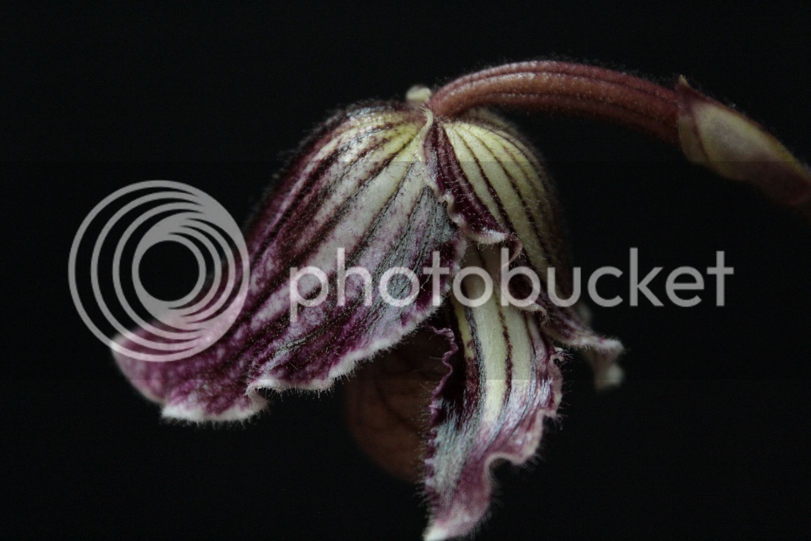 Paph%20fairrieanum%203_zpsmypw1fcg.jpg