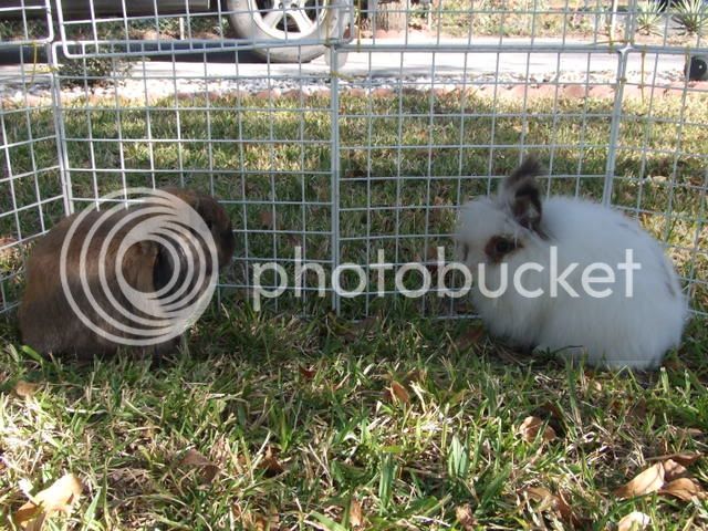 2008_0113bunnies0002.jpg