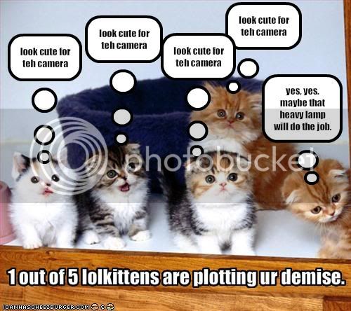 funny-pictures-one-kitten-plots-you.jpg