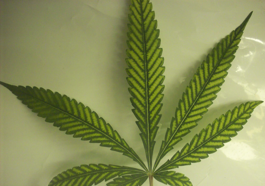 Yellowed cannabis leaves with darker veins, and brown, dry leaf edges