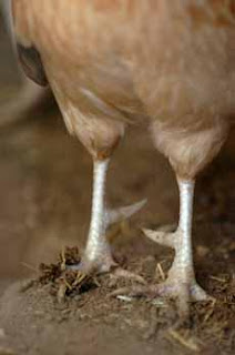 chicken-legs.jpg