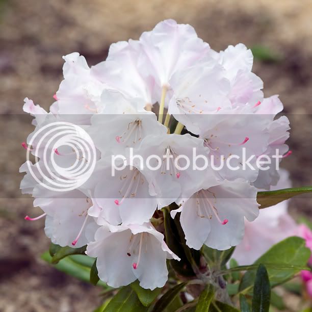 RhododendronCrete_web.jpg
