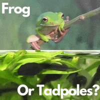 Frog Tadpoles GIF by The Freelance Lifestyle