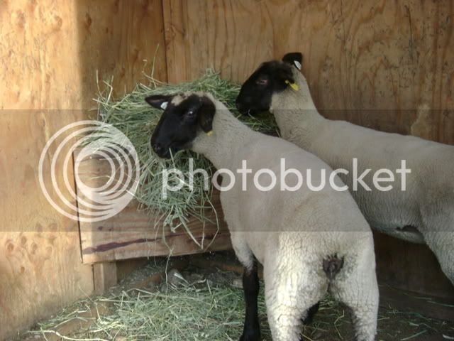 Sheep009.jpg