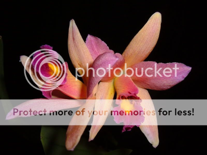 OrchidPictures001.jpg