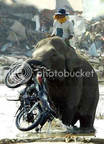 Elephant-motorcycle-transport.jpg