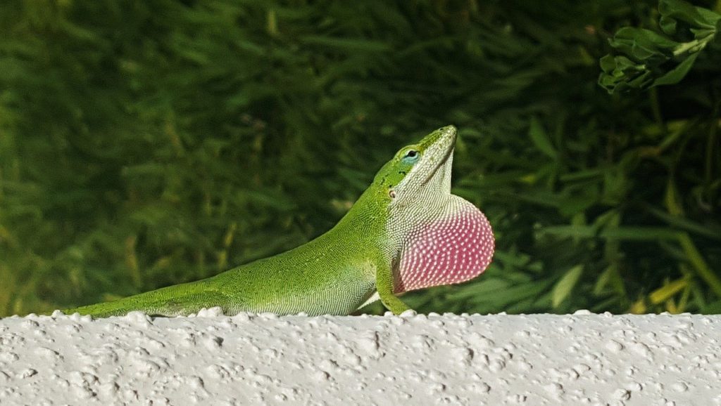 anole-1348896_1280-1024x578.jpg