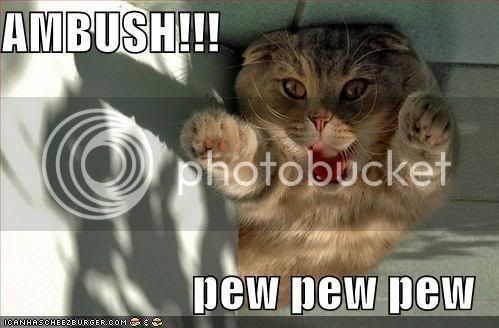 funny-pictures-ambush-cat.jpg