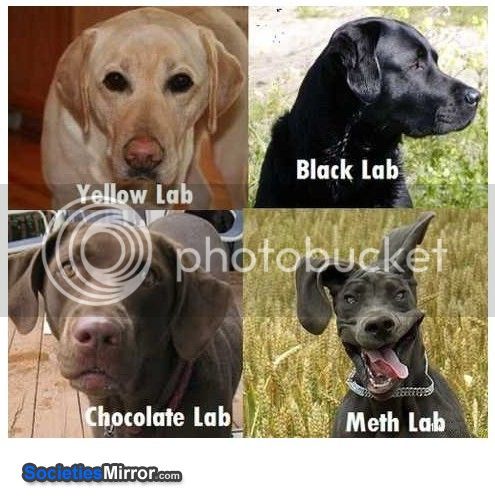types-pf-labs-labrador-lab-meth-funny-pictures-1288922182_zps5c6058eb.jpg