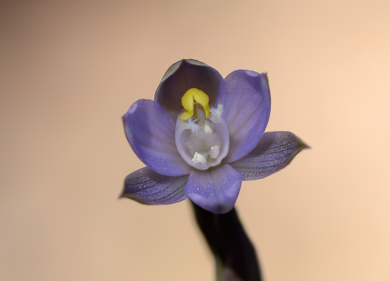 Sun%20Orchid%20Hall%20Cemetry%204079-gigapixel-scale-2_00x.jpg