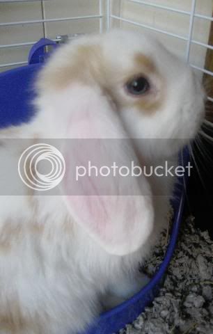 bunnyfoofoo3.jpg