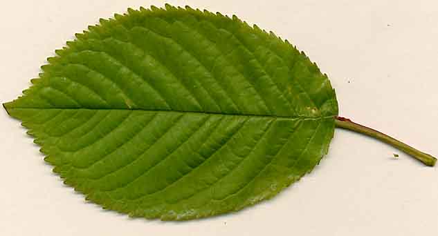 Leaf%20cherry1.JPG
