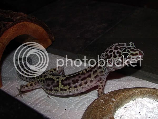 gecko1.jpg