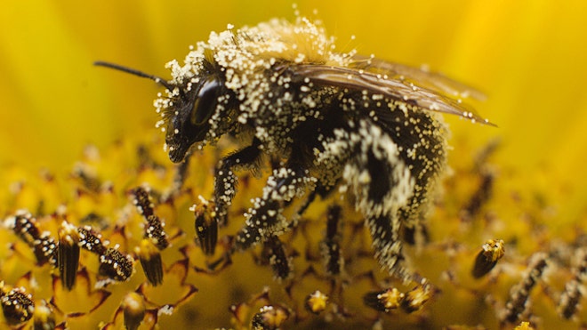 Bee_pollen_640.jpg