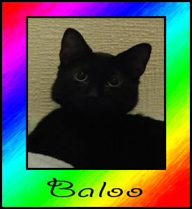 baloo1.png