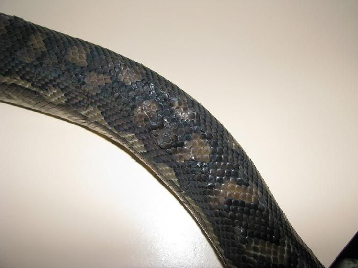 Python Bumps and lumps on skin? | Aussie Pythons & Snakes Forum