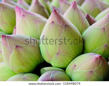 stock-photo-pink-lotus-bud-background-158448074.jpg