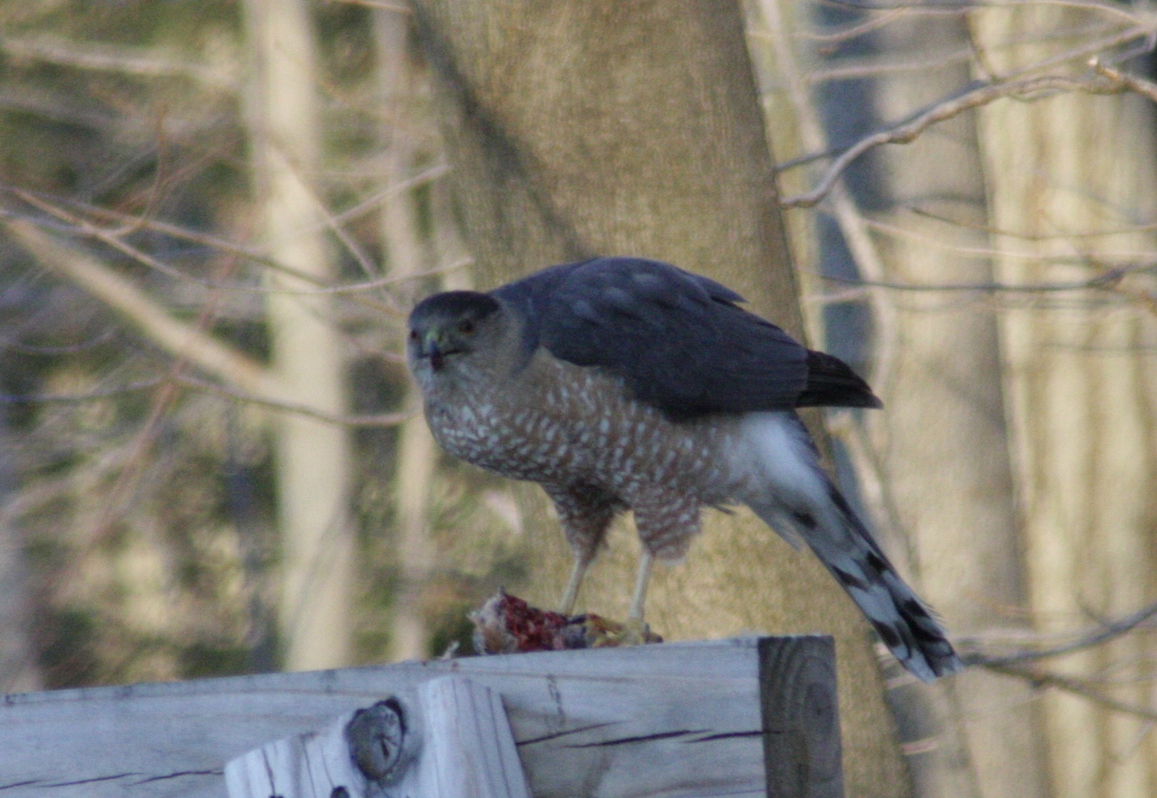 goshawk5.jpg