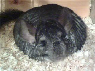 Pregnant chinchilla hot sale