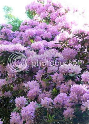rhododendronpayoff.jpg