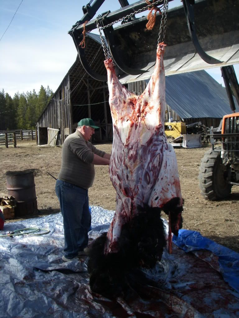 BuffaloHunt2009110.jpg