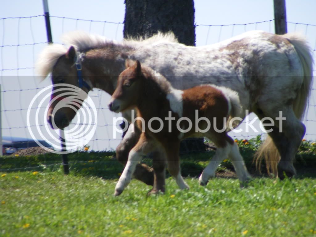 regpicsand2010foals036.jpg