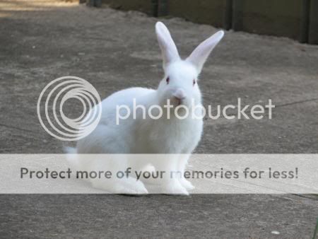 white-rabbit-bunny-photograph1.jpg