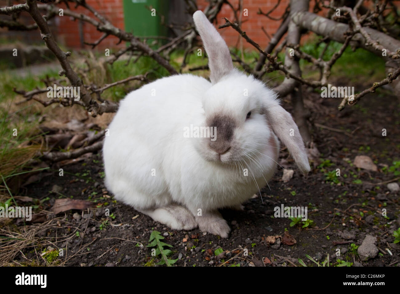 white-lop-rabbit-in-garden-with-one-ear-up-and-one-ear-down-leporidae-C26MKP.jpg