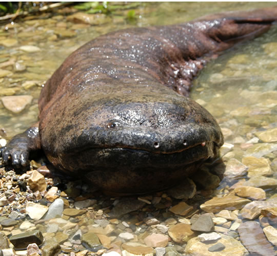 ChineseGiantSalamander.jpg