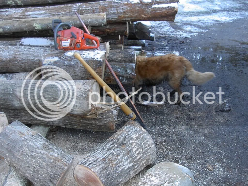Firewood011.jpg