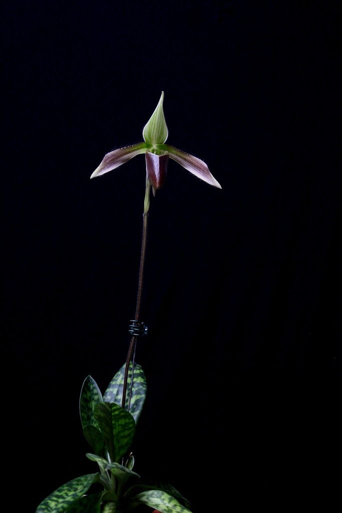 Paph%20dayanum1_zpswz6xa8d1.jpg