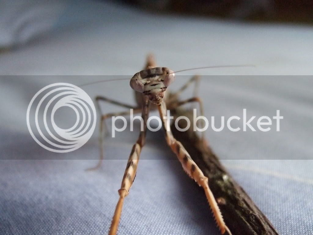 Mymantids020.jpg