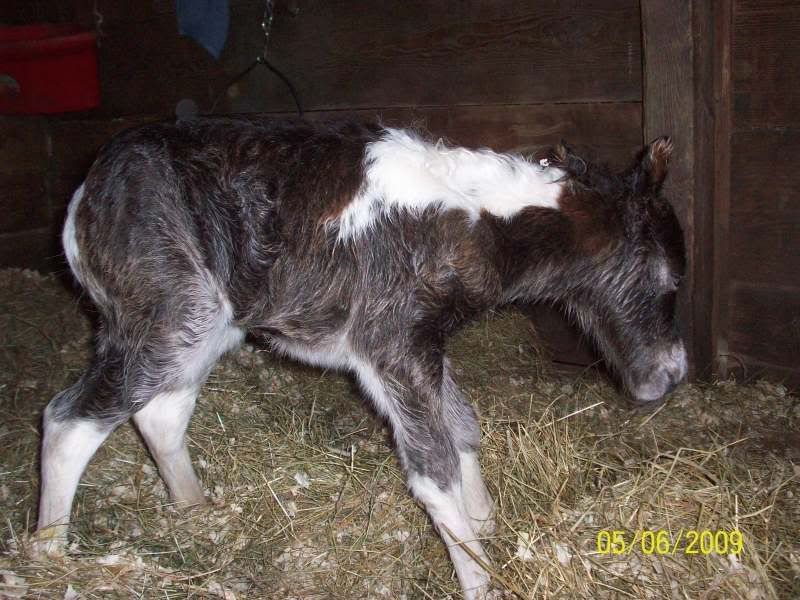 saharasbabycolt026.jpg