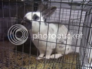 Bunnypictures-Leanne069.jpg