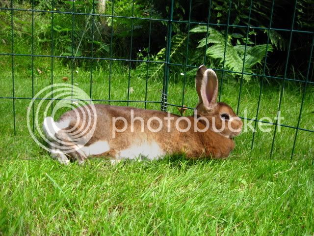 bunnies065.jpg