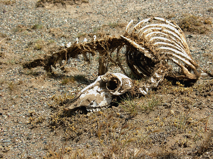 carcass-skeleton-animal-desert-preview.jpg